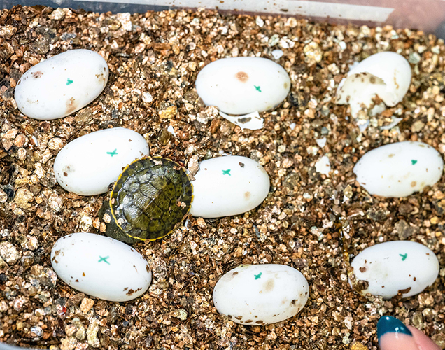 turtle hatchlings